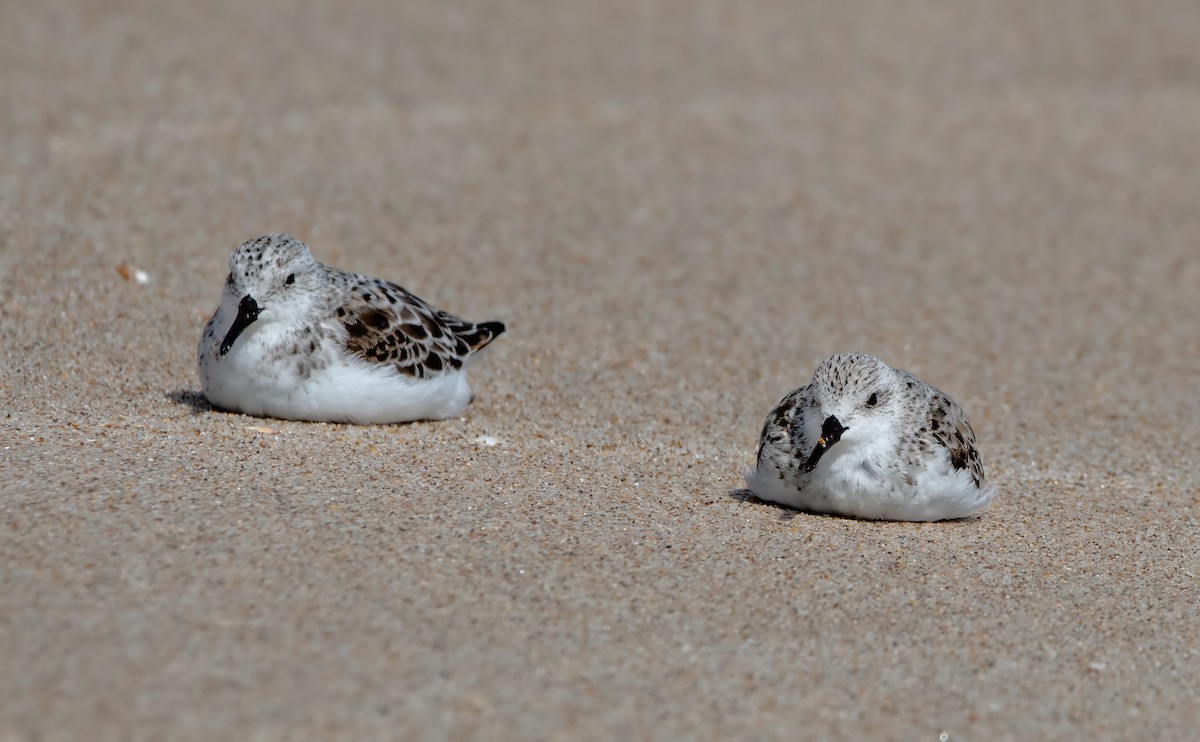 Sanderling - Susan Ross