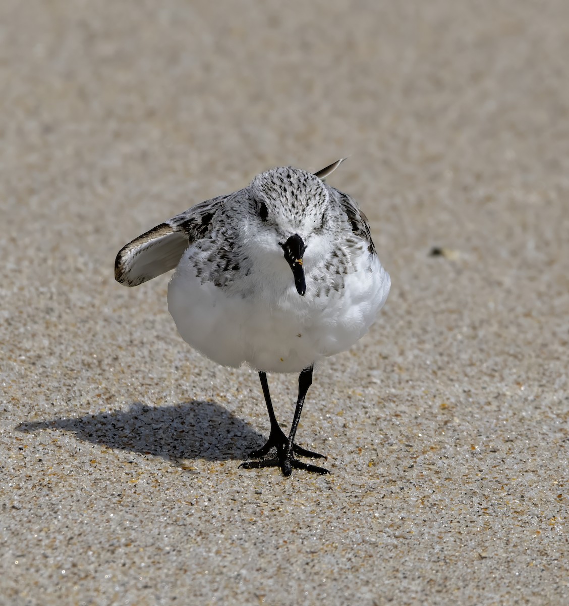 Bécasseau sanderling - ML618928347