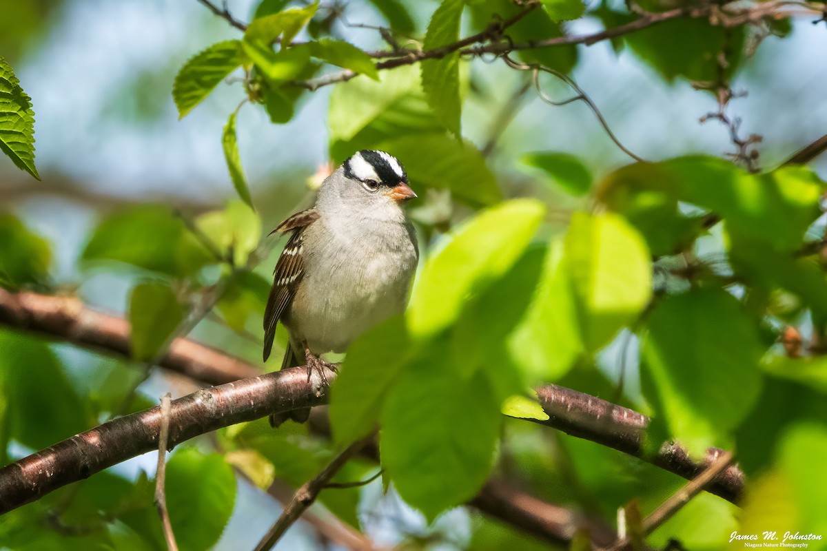 White-crowned Sparrow - James Johnston