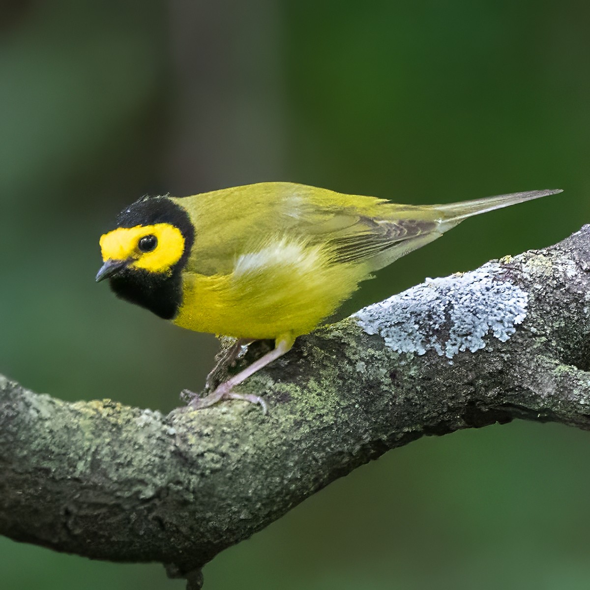 Hooded Warbler - Brian Peterson