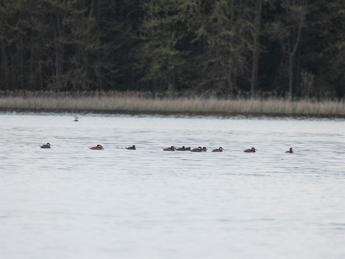 Ruddy Duck - Janet Sippel