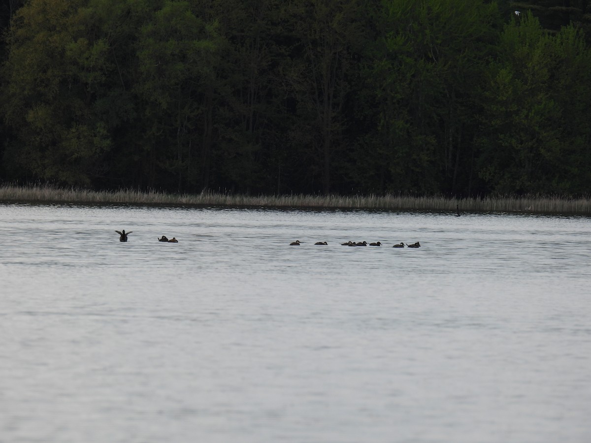 Ruddy Duck - ML618928352