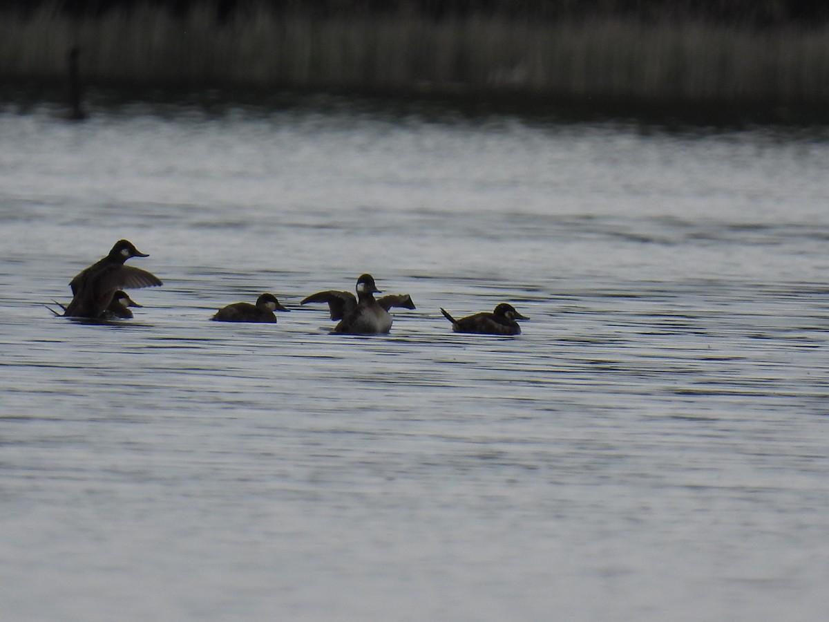 Ruddy Duck - ML618928353