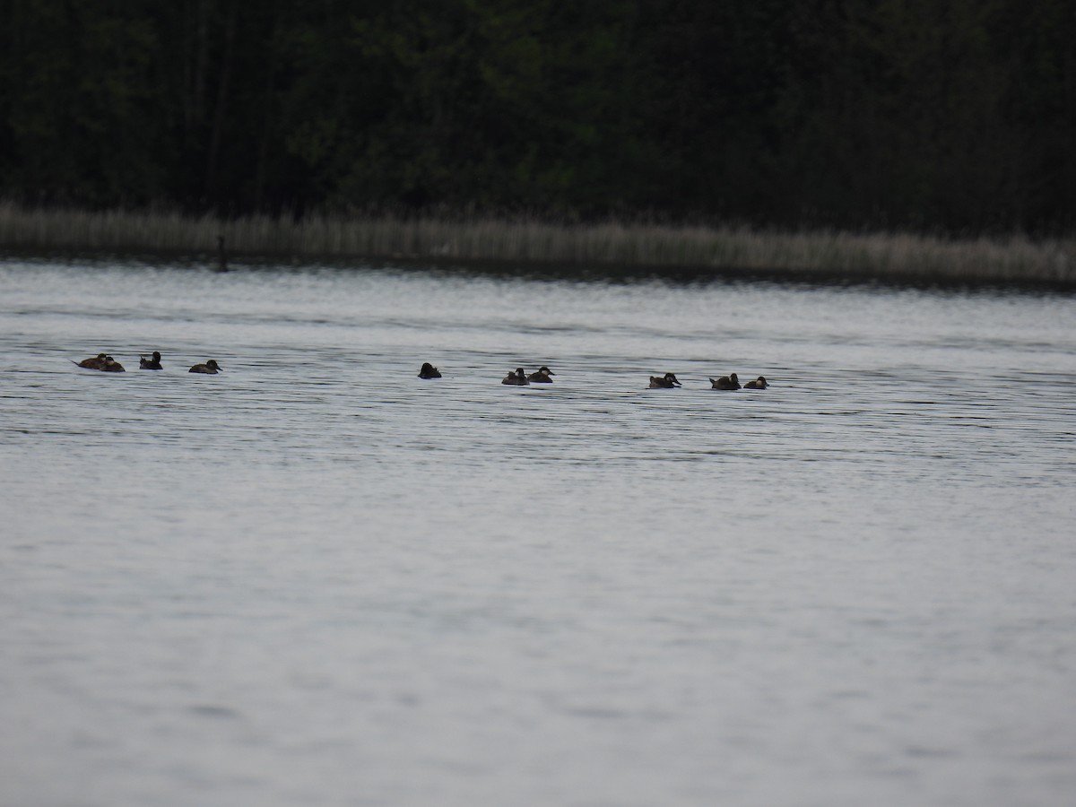 Ruddy Duck - ML618928354