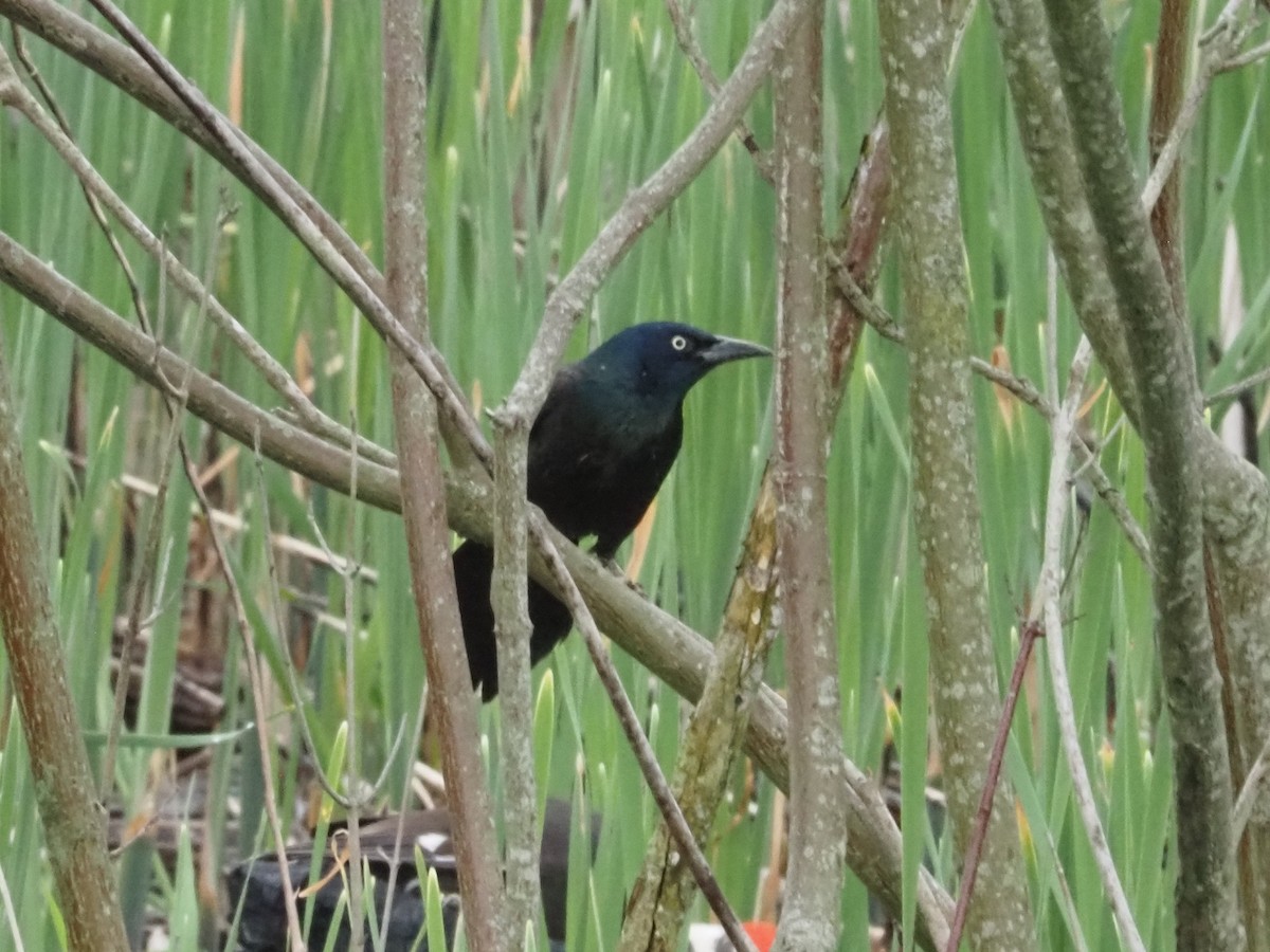 Common Grackle - ML618928360