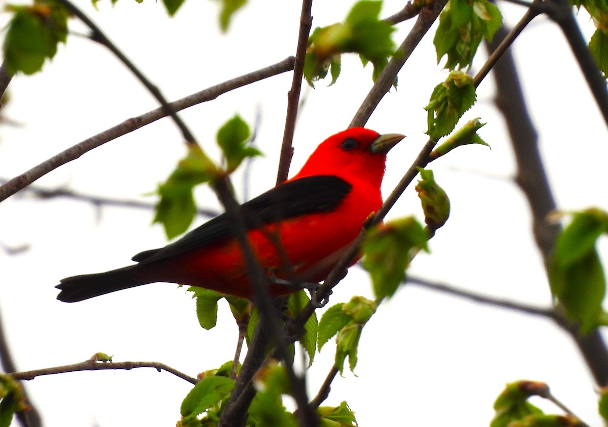 Scarlet Tanager - ML618928365