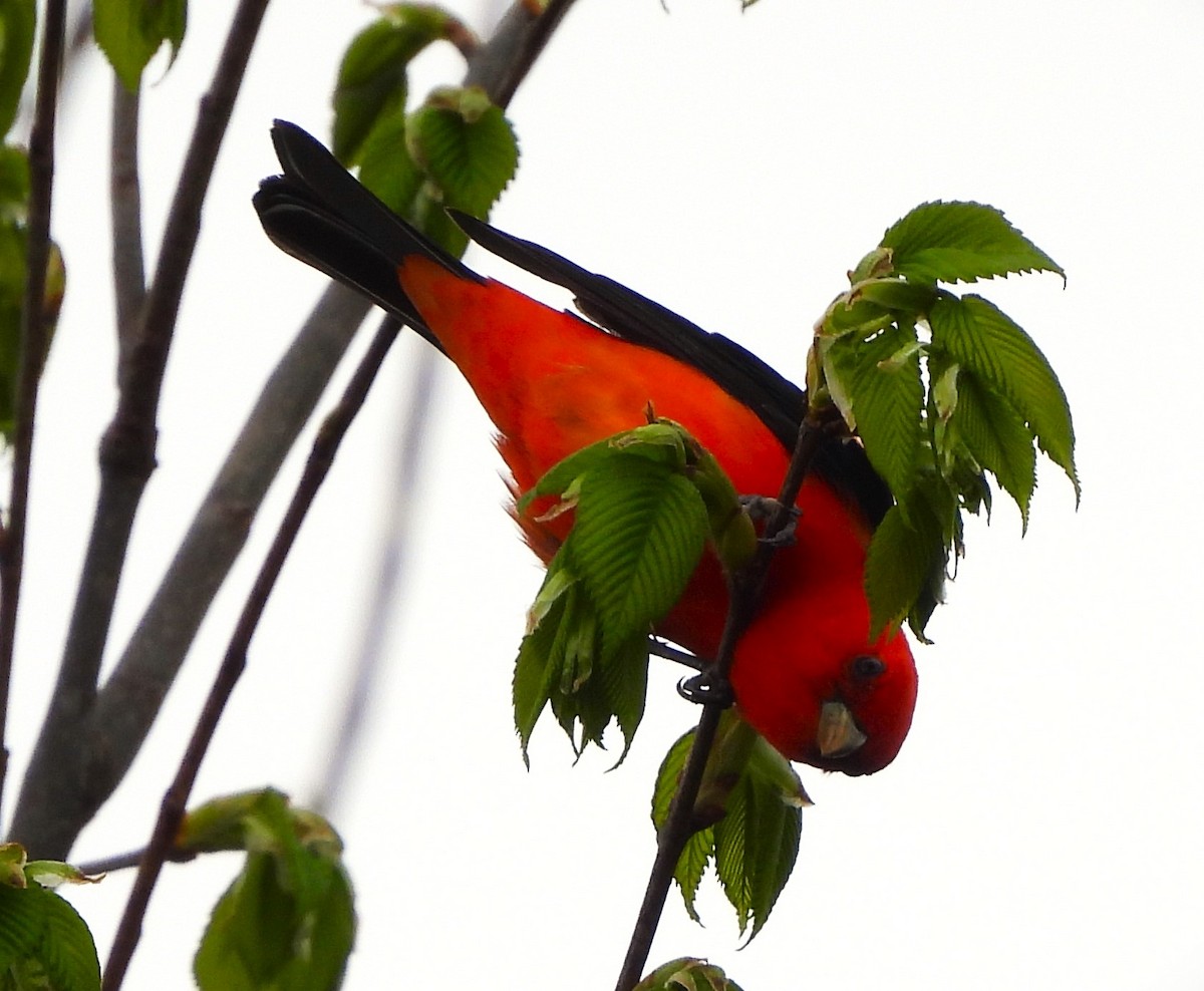 Scarlet Tanager - ML618928366