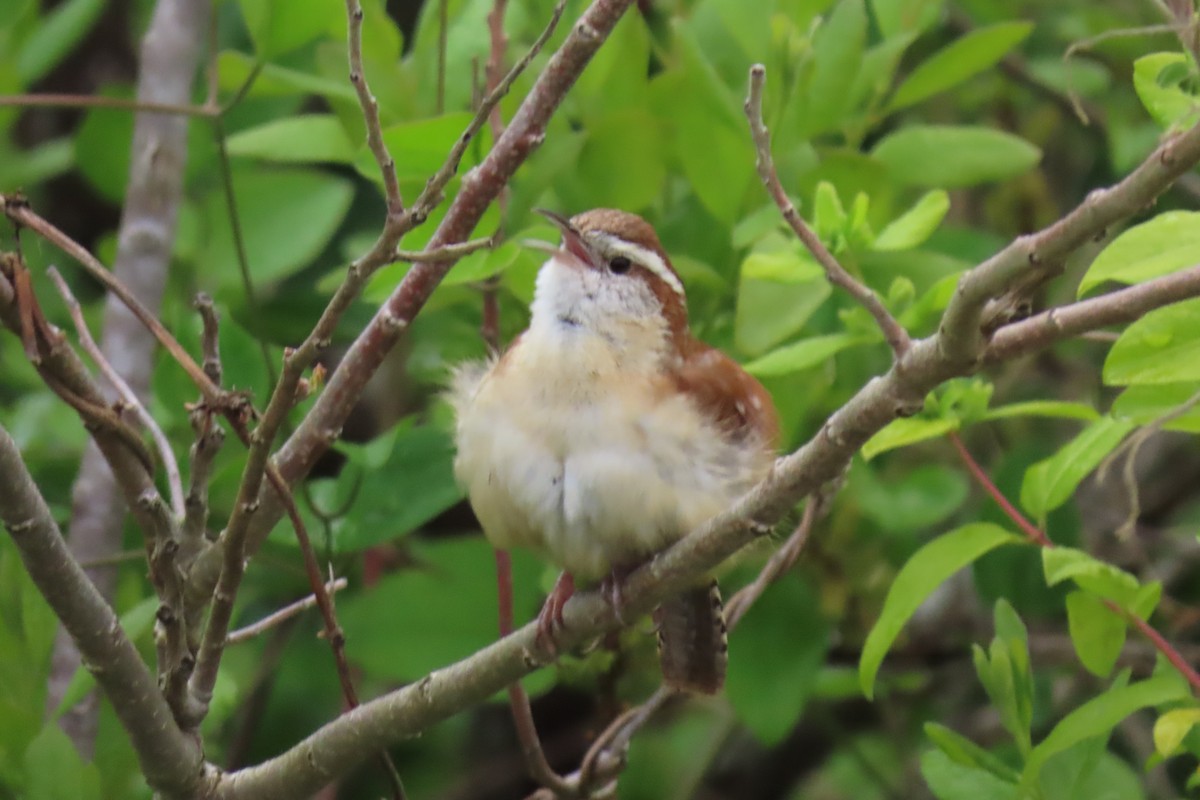 Carolina Wren - Becky Marvil