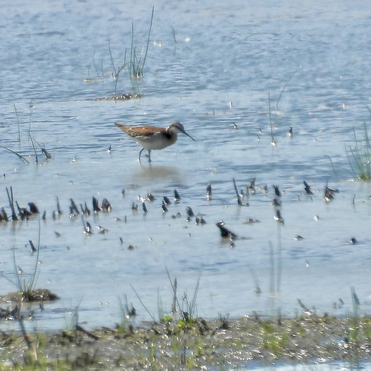 Wilson's Phalarope - ML618928410