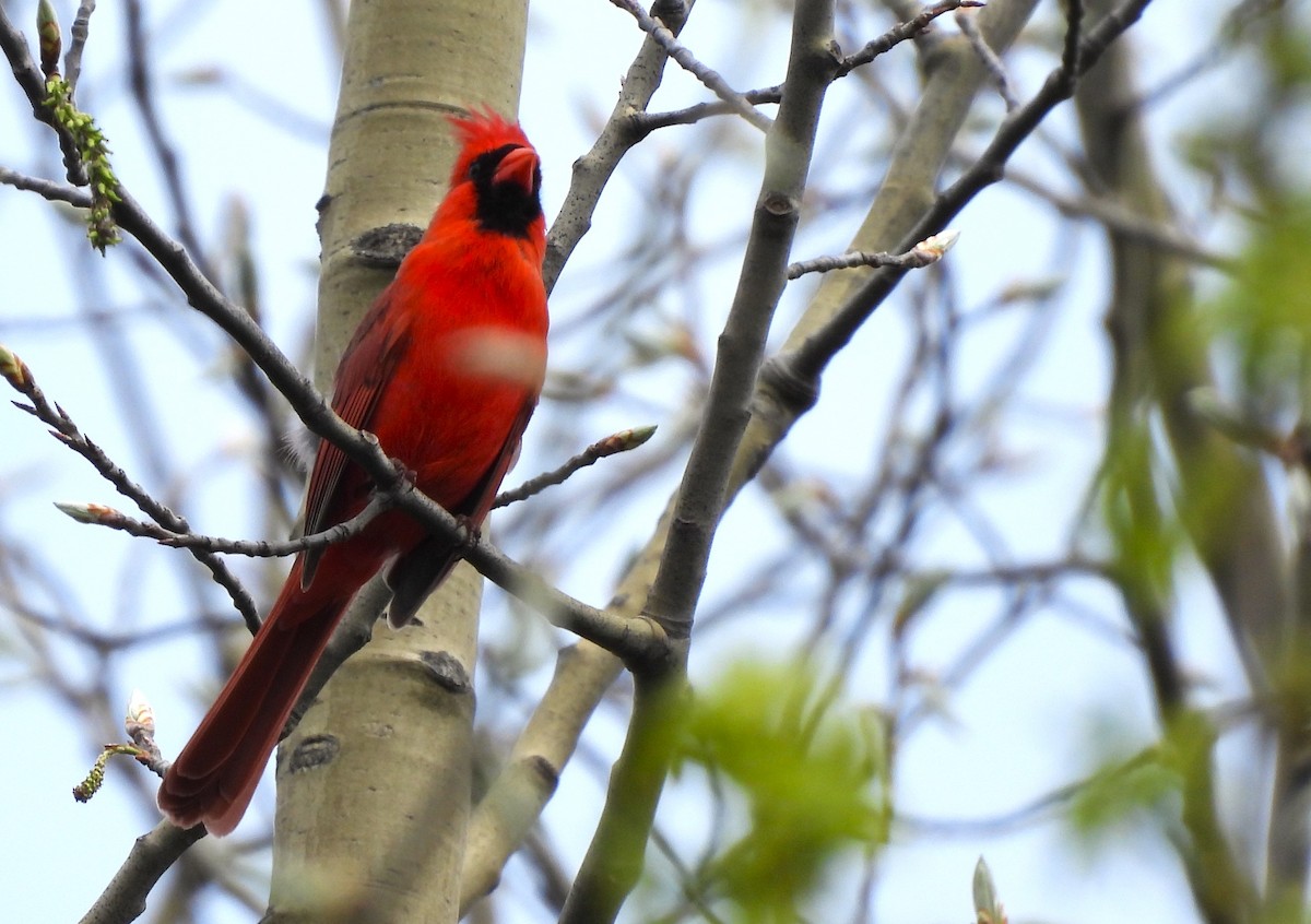 Northern Cardinal - ML618928412