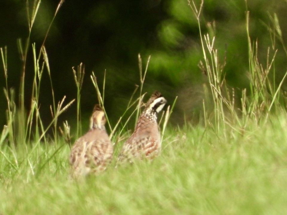 Northern Bobwhite - ML618928418