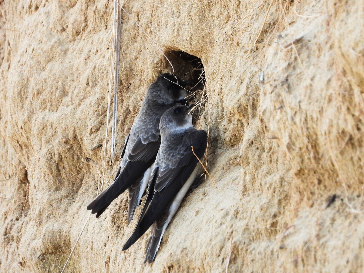 Bank Swallow - Haley Gottardo