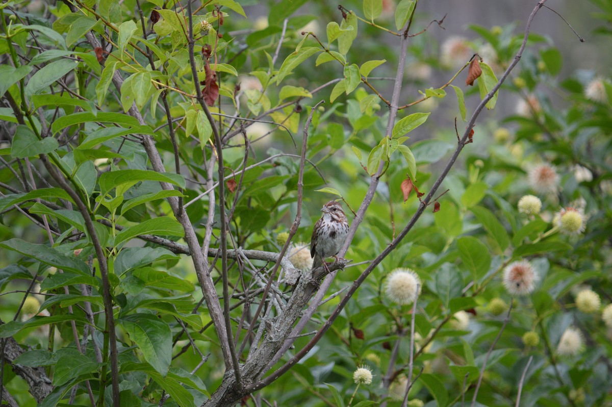 Song Sparrow - Justin Hageman