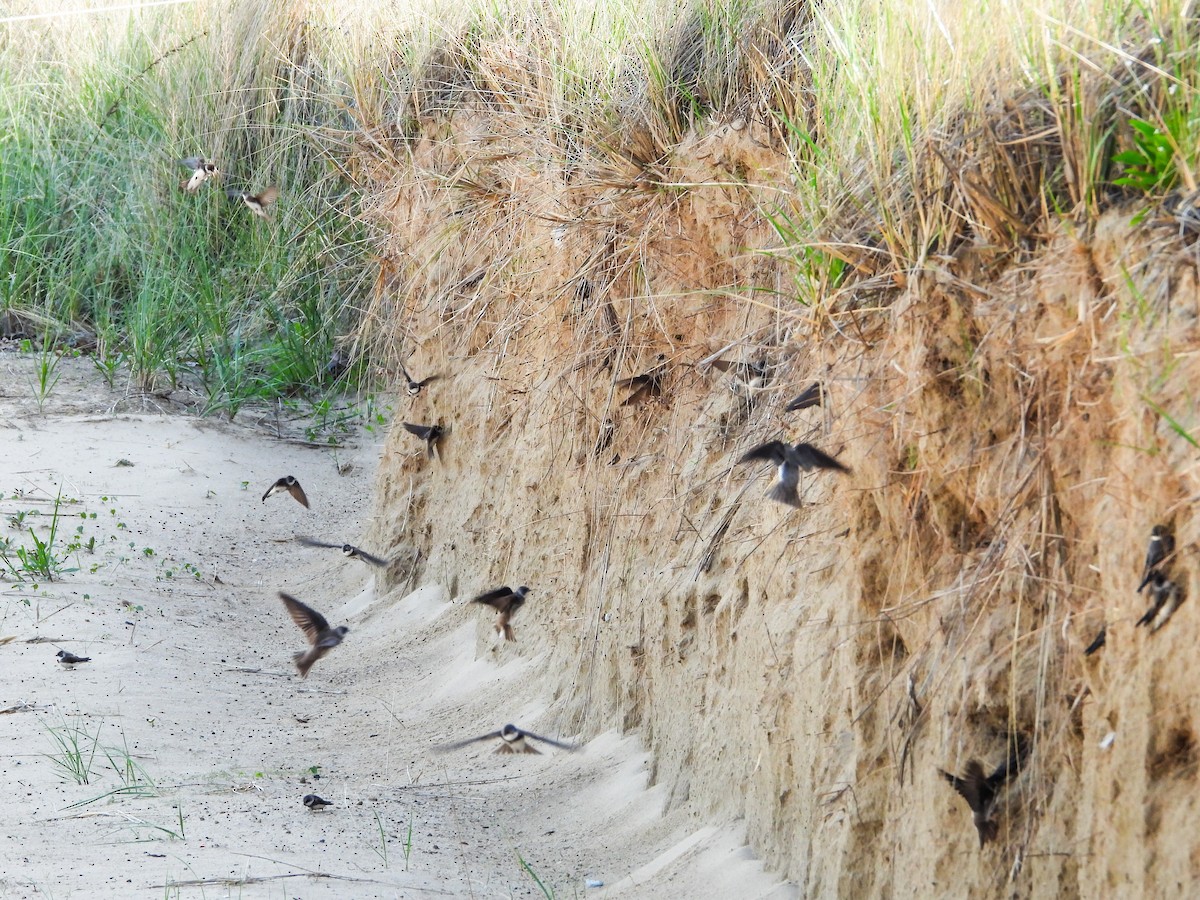 Bank Swallow - Haley Gottardo