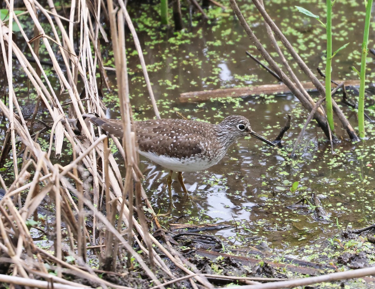 Solitary Sandpiper - Maria Pacheco