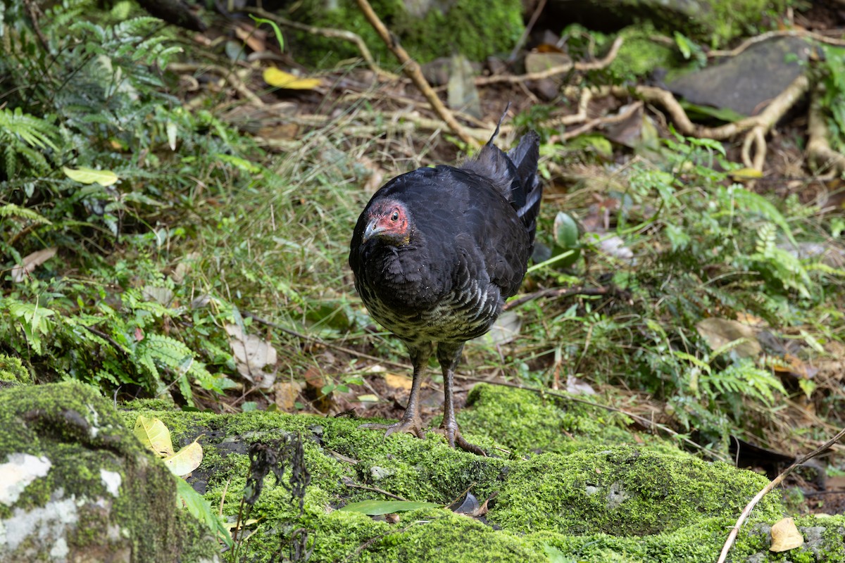 Australian Brushturkey - Nathan Bartlett