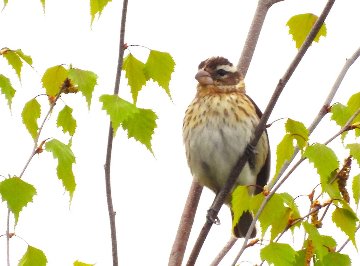 Rose-breasted Grosbeak - ML618928456