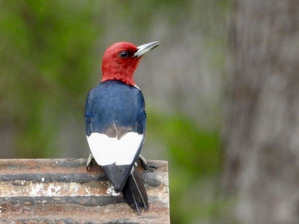 Red-headed Woodpecker - Karen Seward