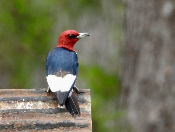 Red-headed Woodpecker - Karen Seward