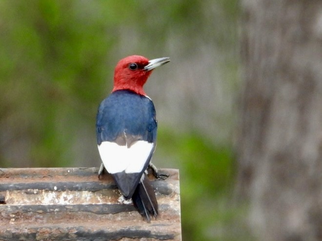 Red-headed Woodpecker - ML618928465