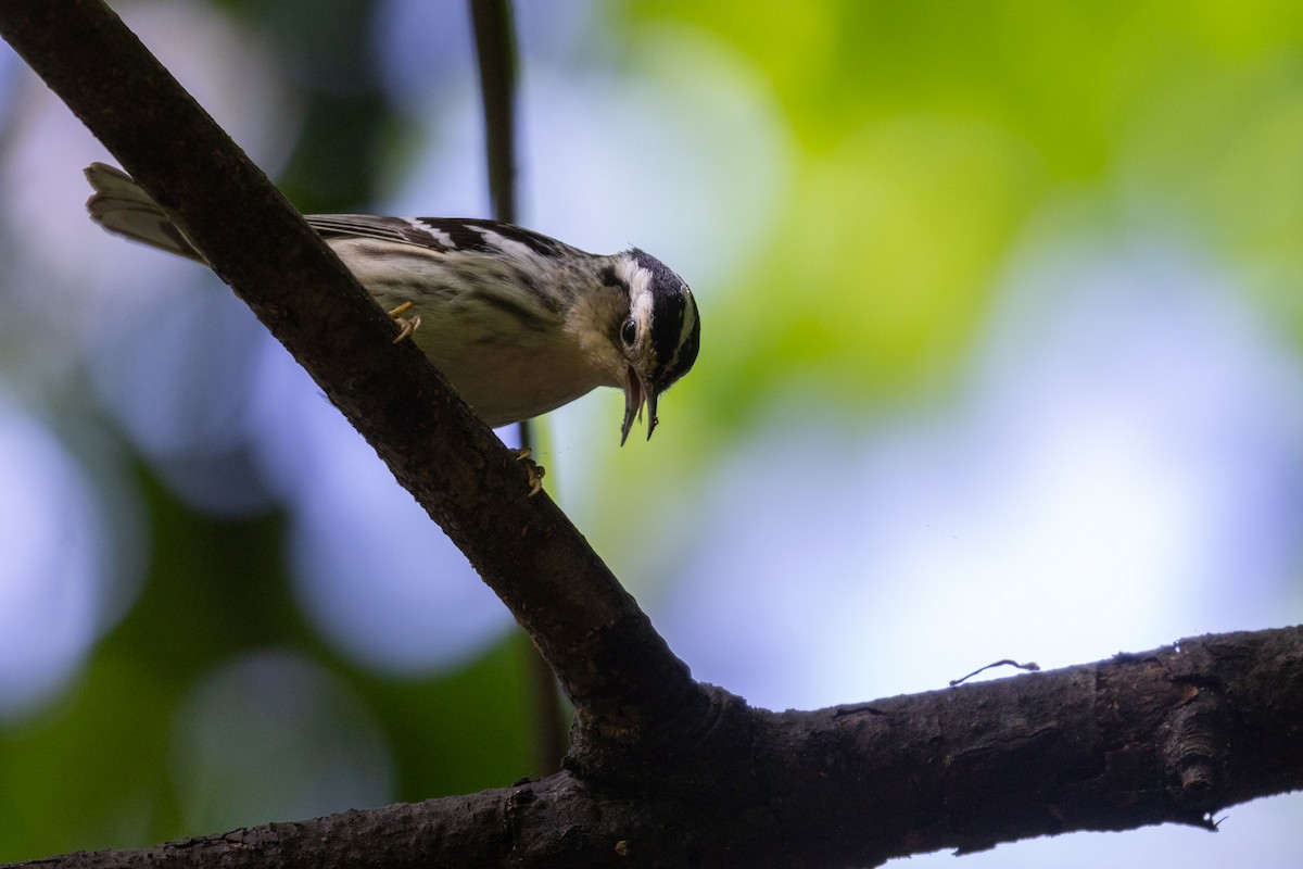 Black-and-white Warbler - ML618928473