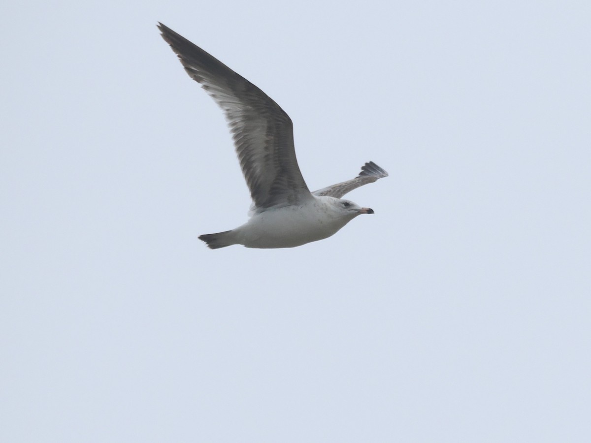 Ring-billed Gull - ML618928476