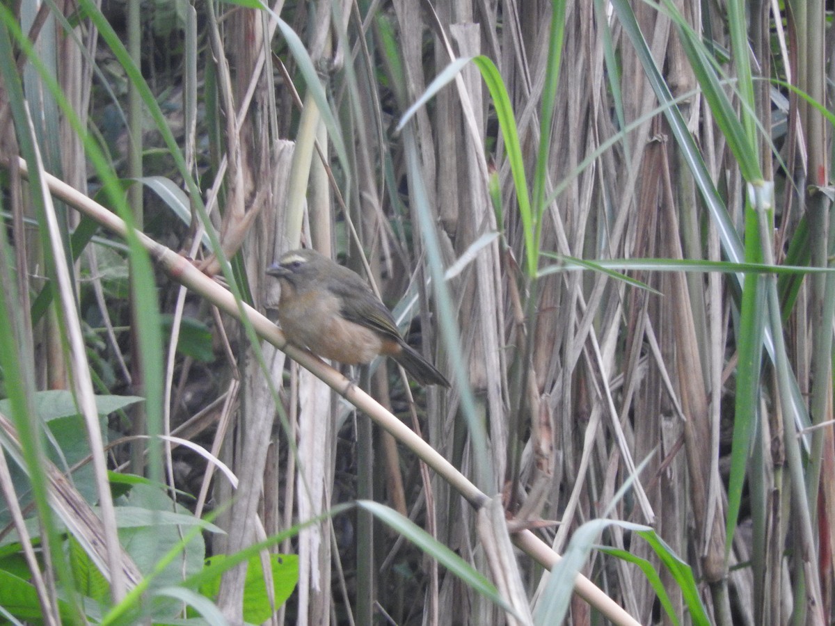 Bluish-gray Saltator - Fernando López