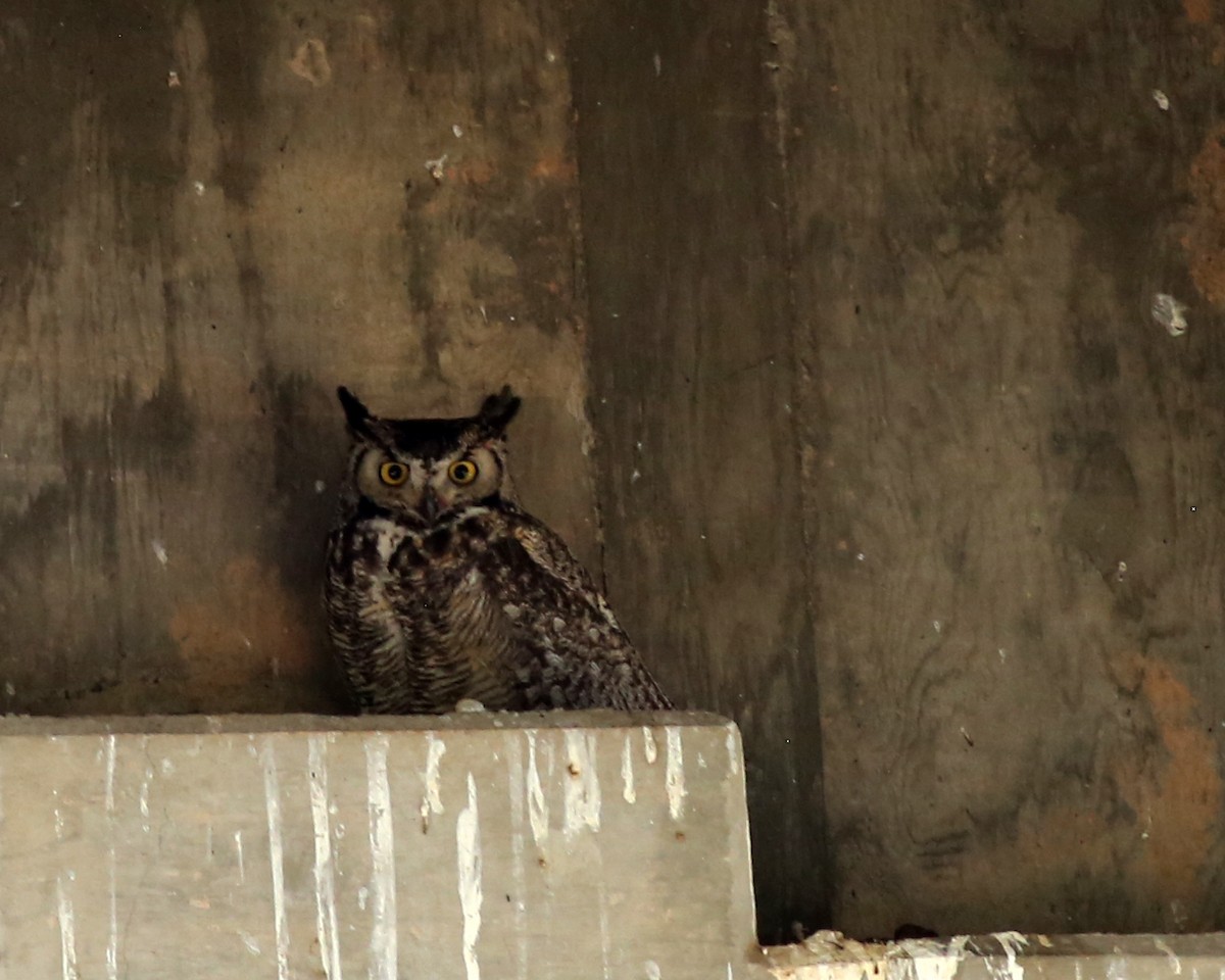 Great Horned Owl - ML618928495