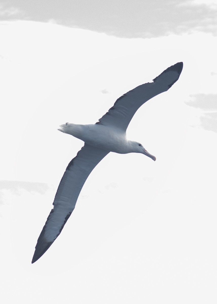 Northern Royal Albatross - Daniela Diaz