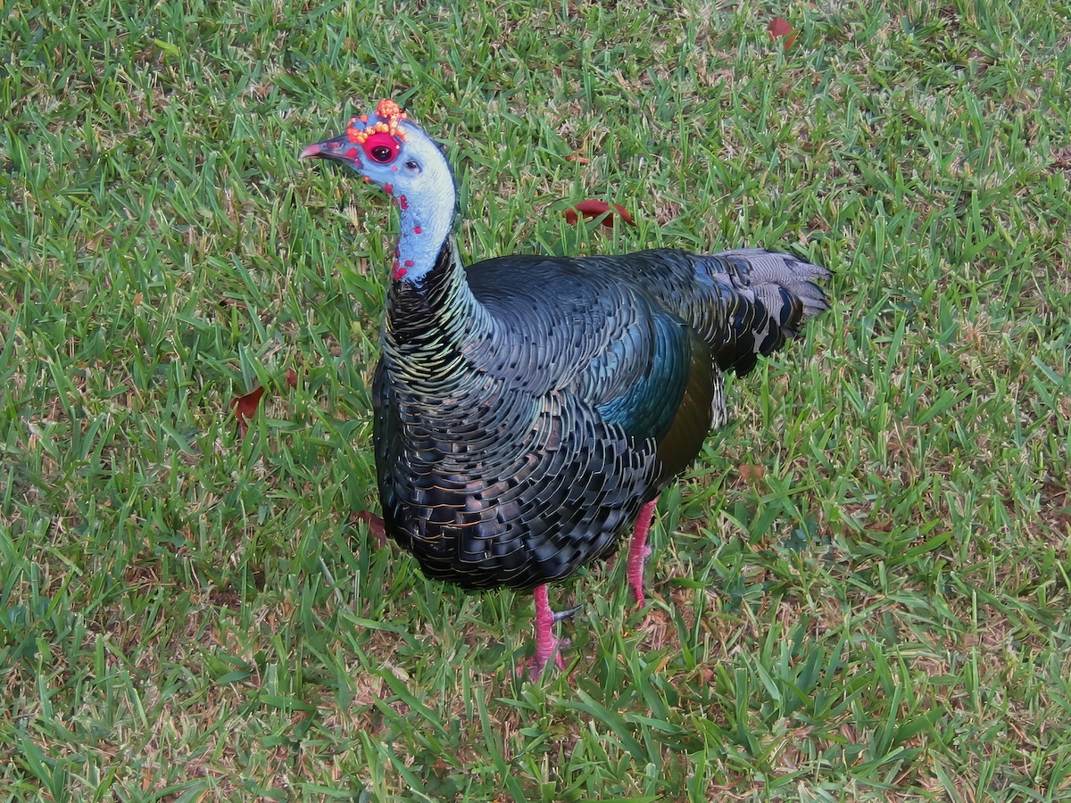 Ocellated Turkey - ML618928500