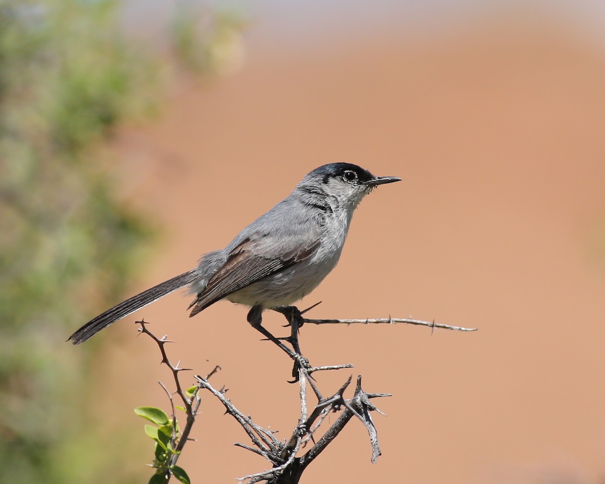 Black-tailed Gnatcatcher - Marceline VandeWater