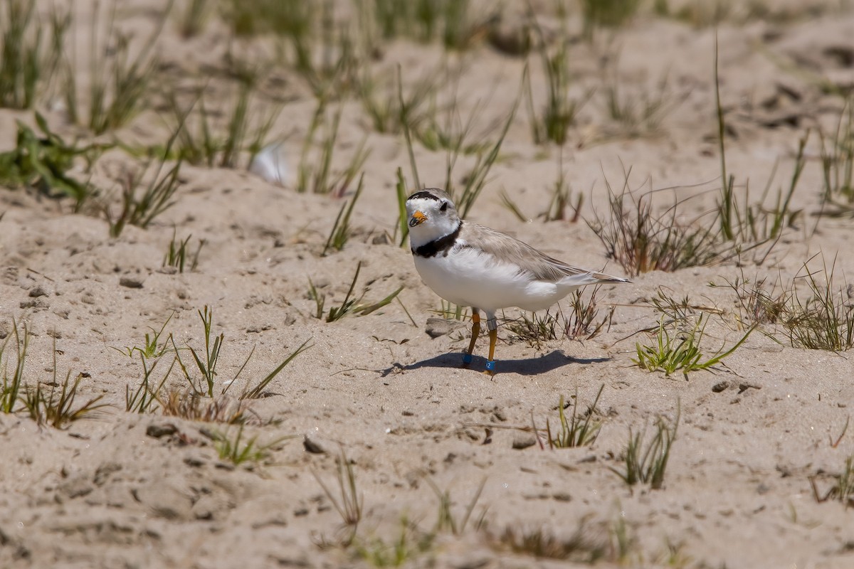 Piping Plover - Al Caughey