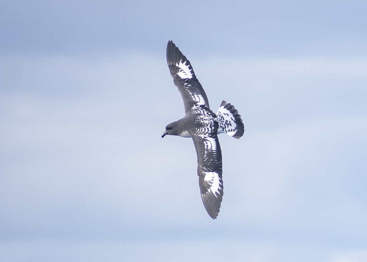 Cape Petrel - Daniela Diaz