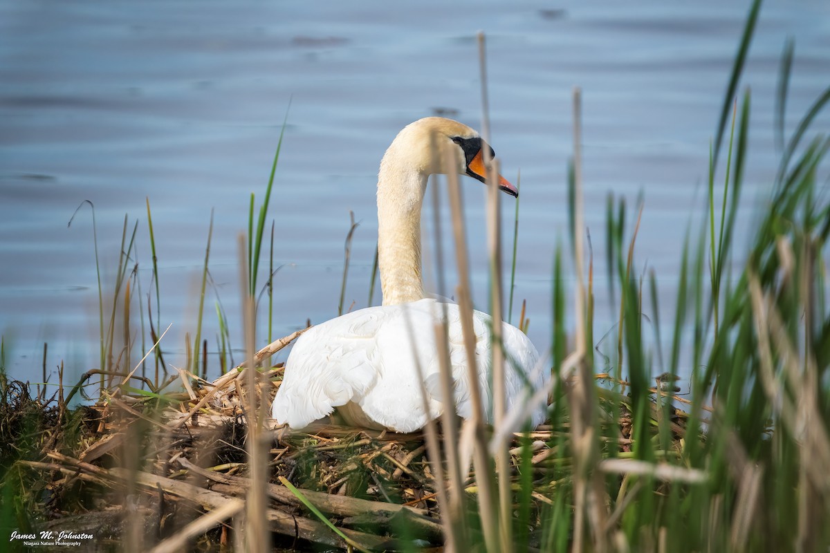 Cygne tuberculé - ML618928518