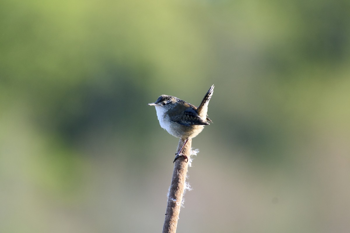 Marsh Wren - Jay Dia