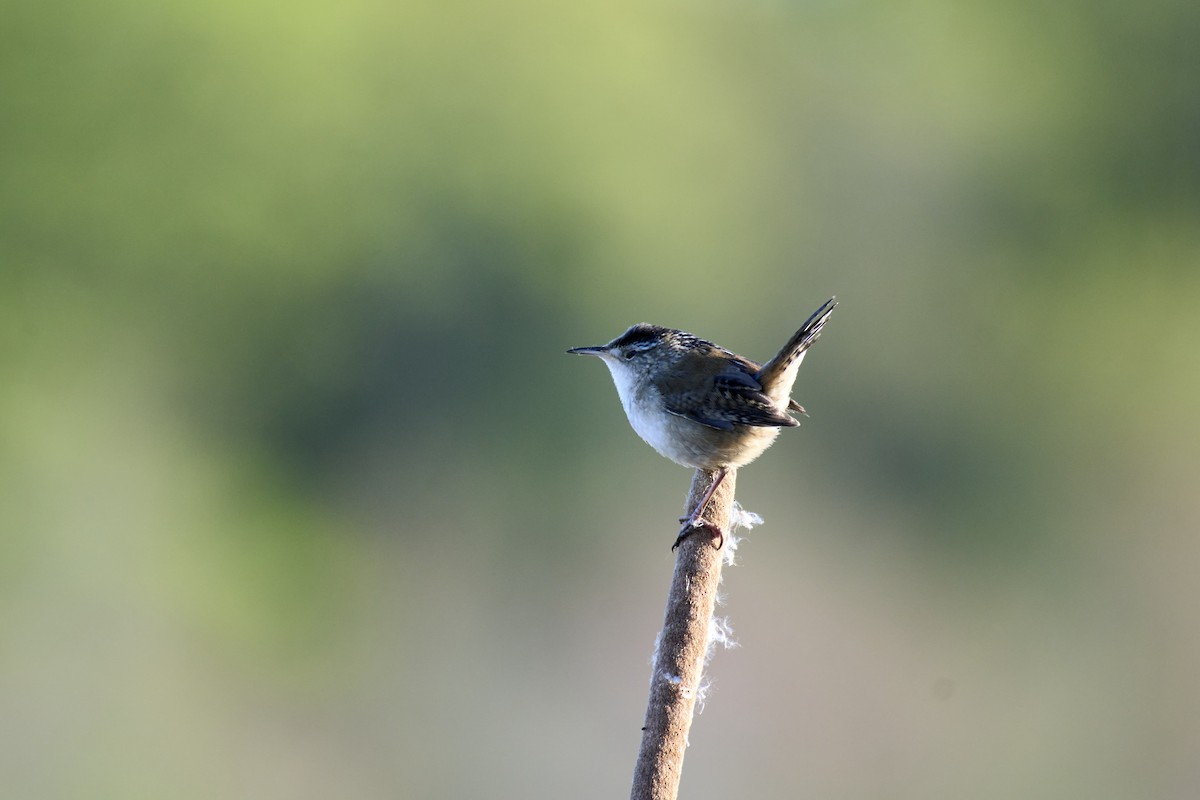 Marsh Wren - Jay Dia