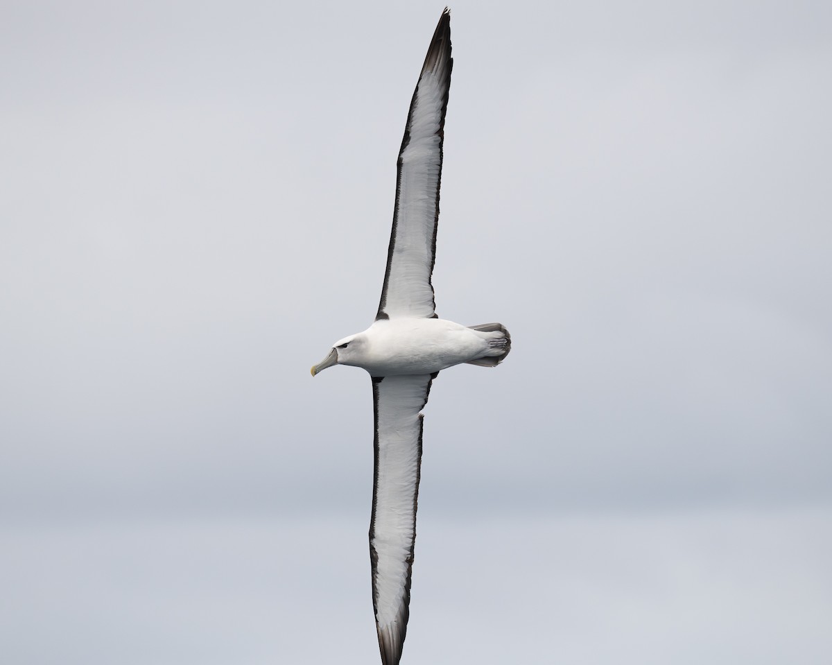 White-capped Albatross - Miguel  Mejias