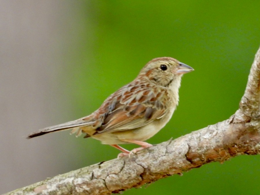 Bachman's Sparrow - Karen Seward