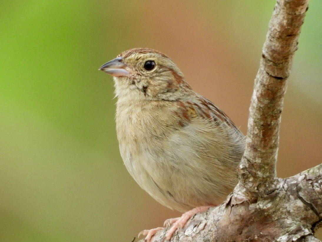 Bachman's Sparrow - Karen Seward