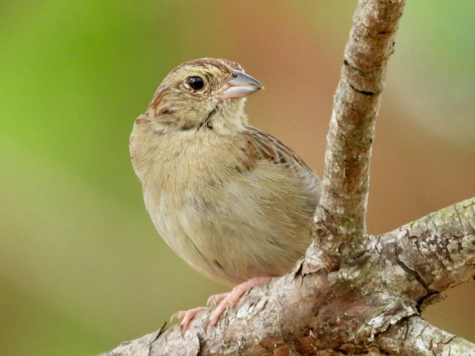 Bachman's Sparrow - Karen Seward