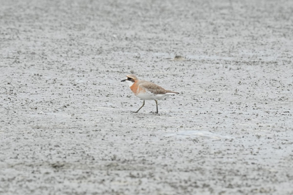 Siberian Sand-Plover - ML618928566