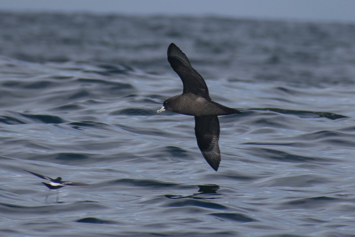 White-chinned Petrel - ML618928567