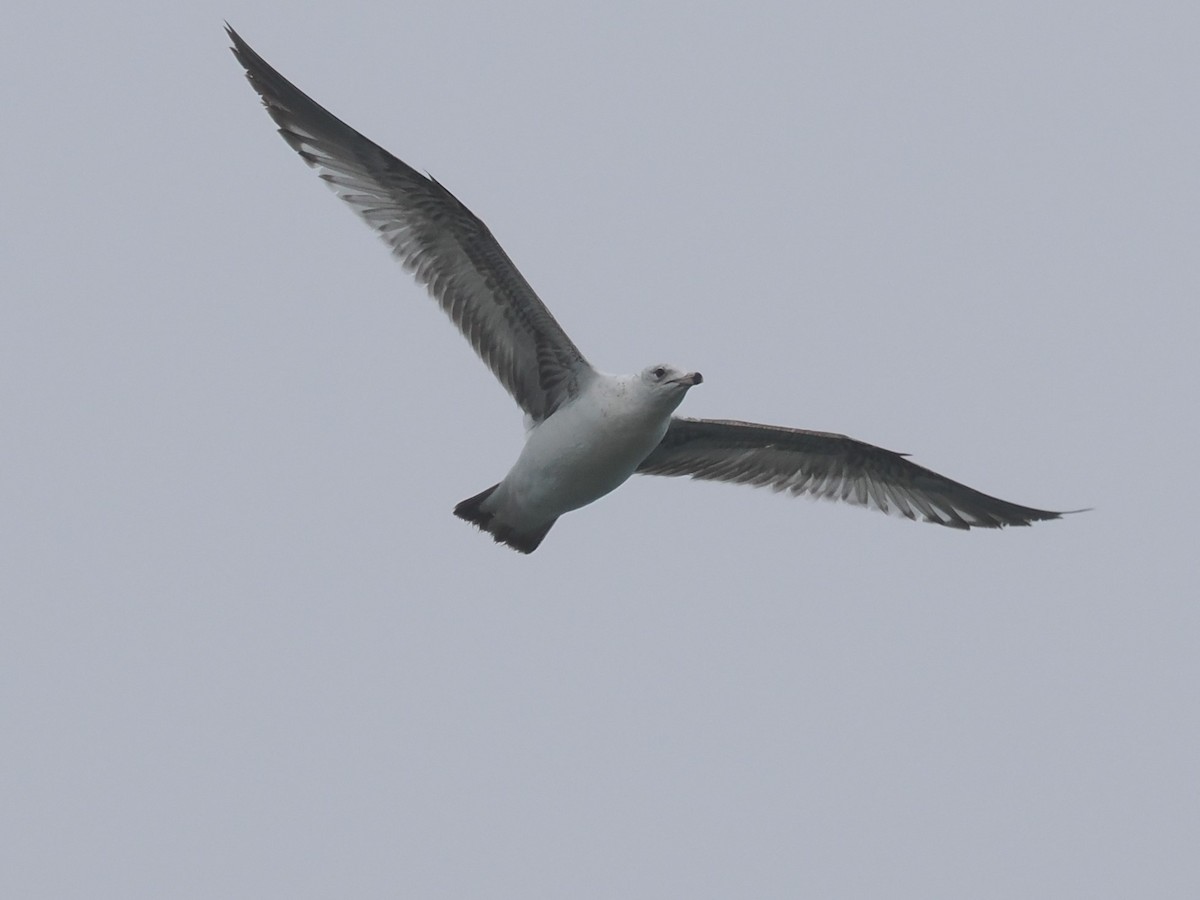 Ring-billed Gull - ML618928582