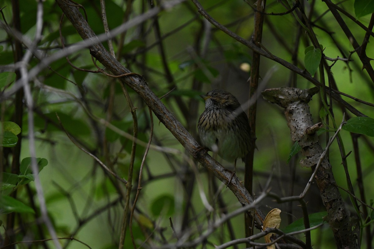 Lincoln's Sparrow - joe demko