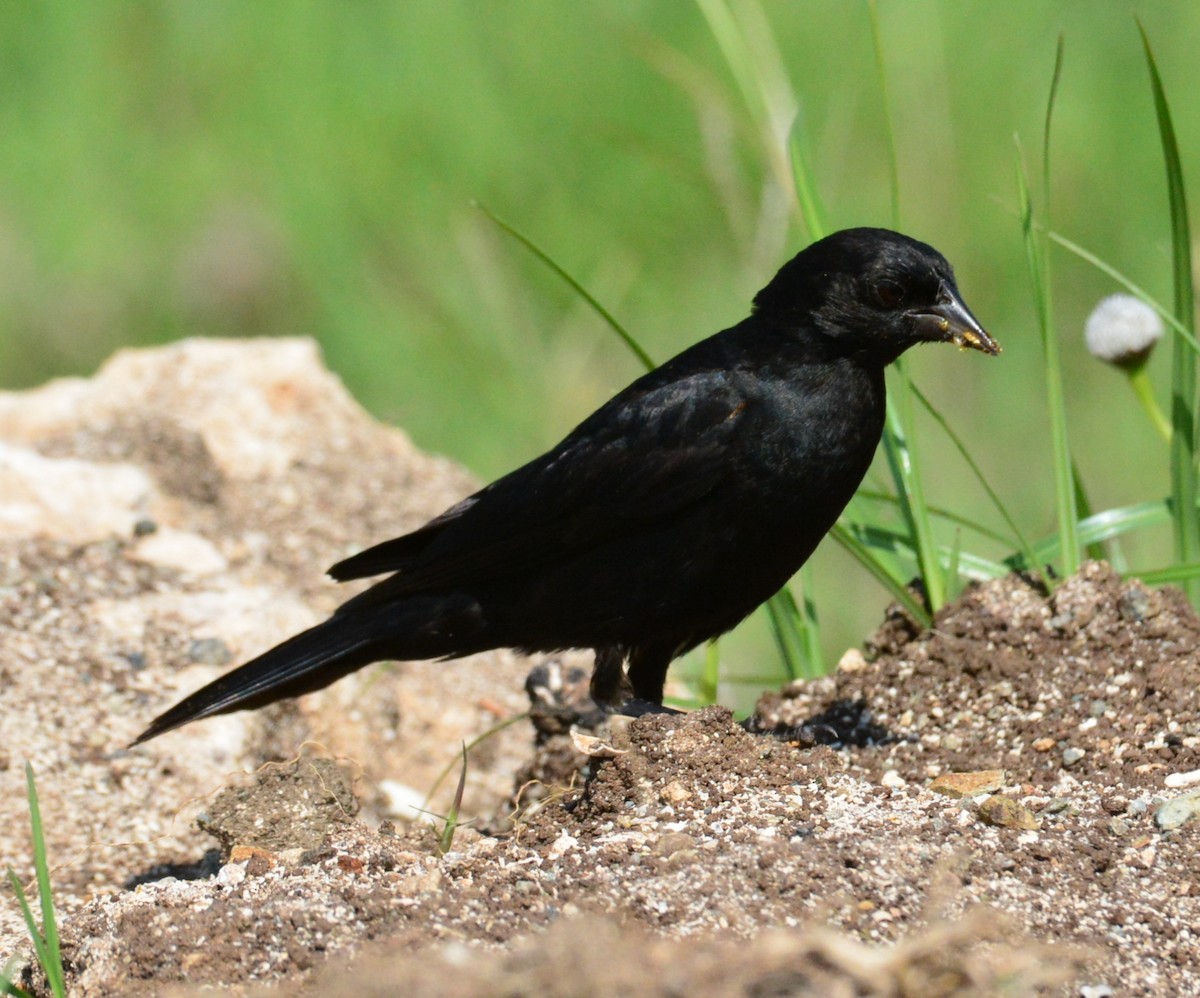 Tawny-shouldered Blackbird - Wency Rosales