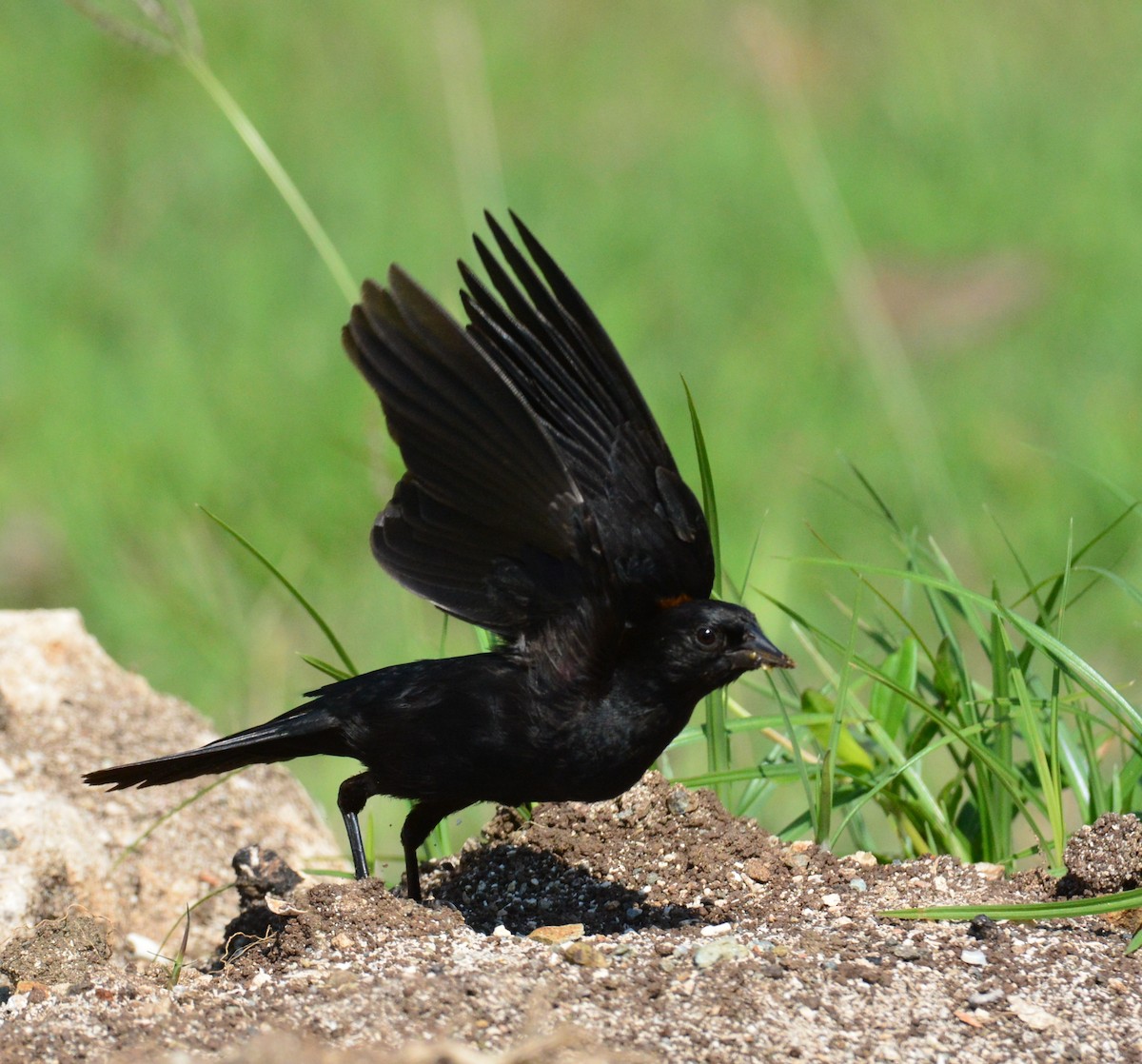 Tawny-shouldered Blackbird - Wency Rosales
