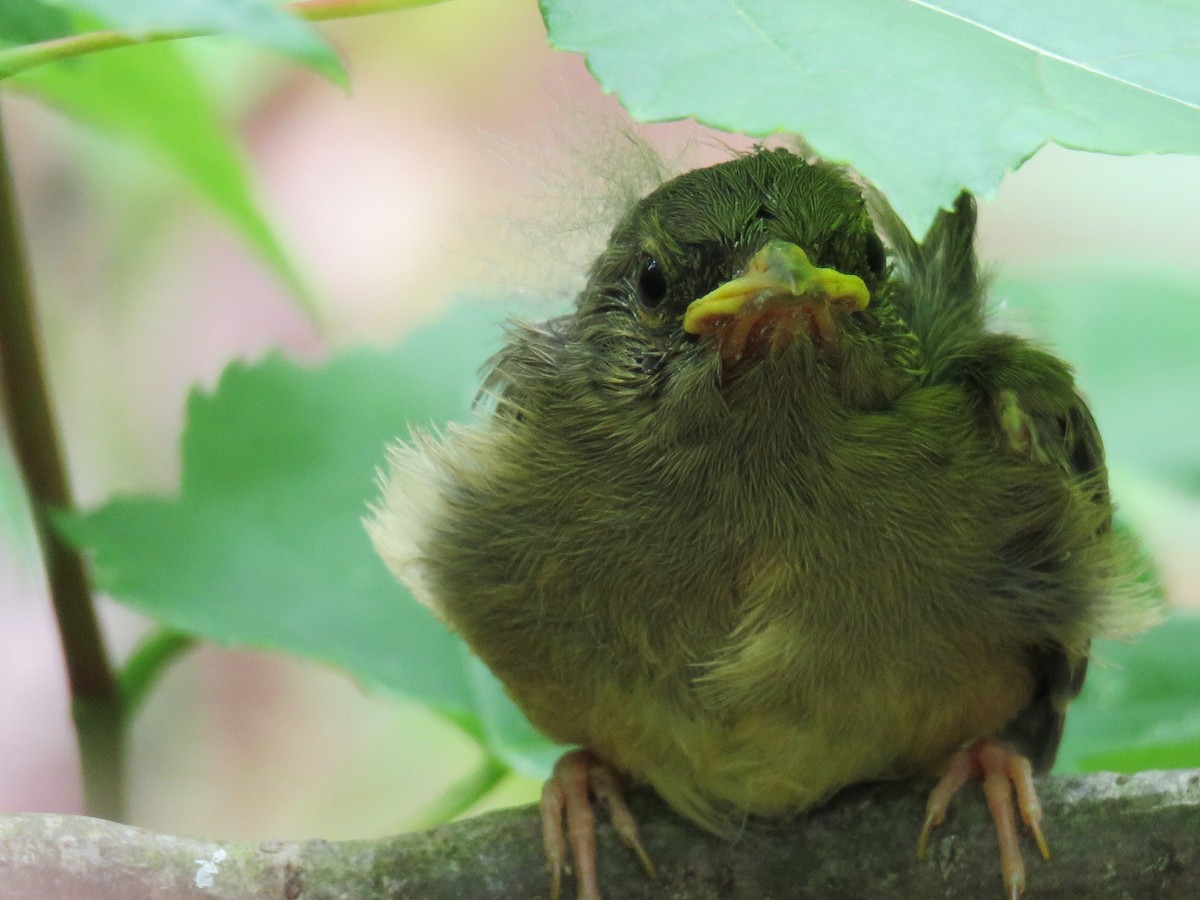 Nashville Warbler - ML61892861