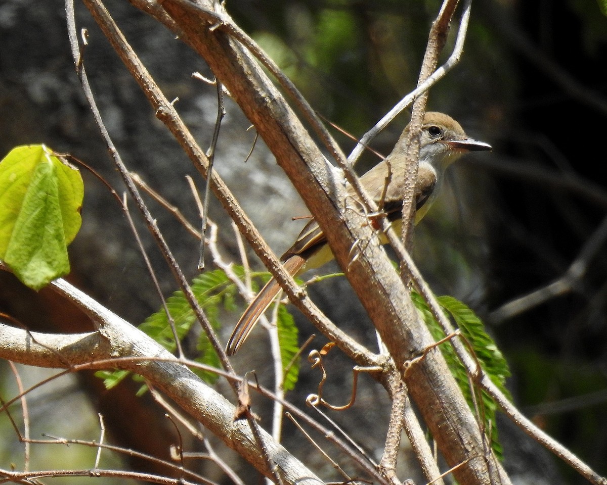 Brown-crested Flycatcher - Tania Aguirre
