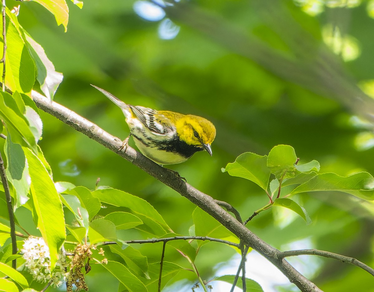 Black-throated Green Warbler - ML618928621