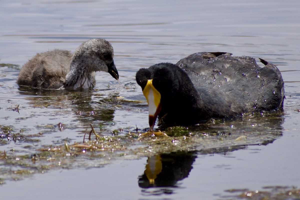 Giant Coot - ML618928625